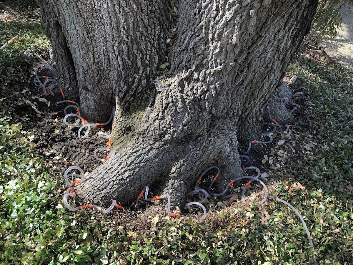 Detailed Tree Cabling and Bracing job site in Boyds